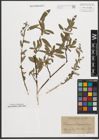 Foto von Salix purpurea L. x Salix repens L.